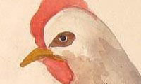 Hen has one leg (1)